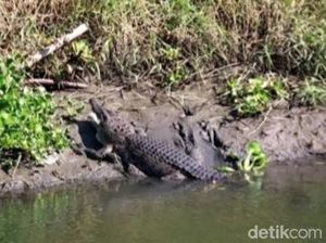 Hiii! Buaya Besar Kembali Tampakkan Diri di Sungai Gebang Sidoarjo