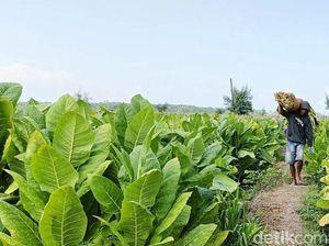 Musim Kemarau Petani Tembakau Lumajang Raup Cuan Ratusan Juta