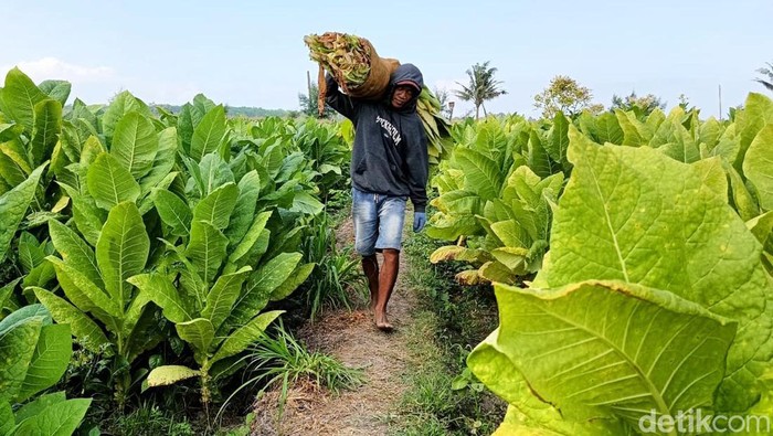 Petani tembakau Lumajang cuan ratusan juta