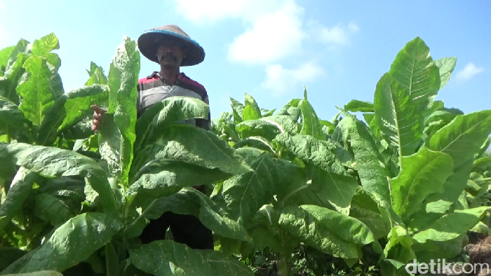 Petani tembakau Lumajang cuan ratusan juta