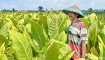 Musim Kemarau Petani Tembakau Lumajang Raup Cuan Ratusan Juta