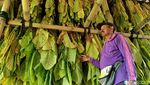 Musim Kemarau Petani Tembakau Lumajang Raup Cuan Ratusan Juta