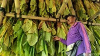 Hal yang sama dirasakan oleh Sukarno (55), warga Desa Jatigono, Kecamatan Kunir, Lumajang. Tahun ini bisa memanem tembaku sebanyak 1,5 ton dari lahan setengah hektar.