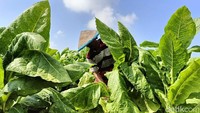 Seperti yang dirasakan para petani tembakau di Kecamatan Kunir, Lumajang. Para petani tmpak bahagia melihat tembakau jenis white burley tumbuh sumbur hingga waktu musim panen tiba.