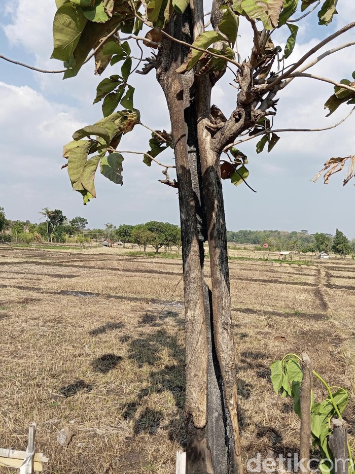 Pohon yang sempat terbakar saat hujan mengguyur di Kuningan.