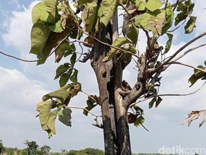 Pohon Terbakar Saat Hujang Mengguyur di Kuningan, Kades: Fenomena Biasa