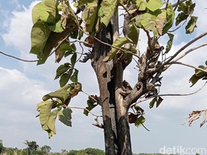 Pohon Terbakar Saat Hujang Mengguyur di Kuningan, Kades: Fenomena Biasa