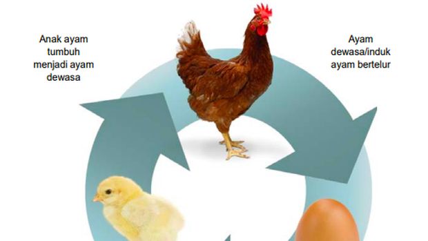 Siklus hidup ayam