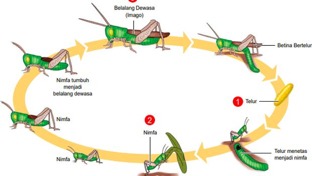 Siklus hidup belalang