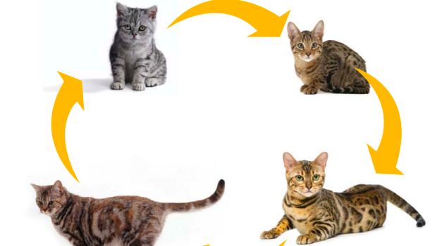 Siklus hidup kucing