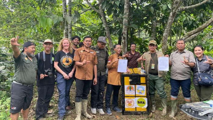 Teks foto: BBKSDA saat melepasliarkan Hercules. (BBKSDA Sumut)