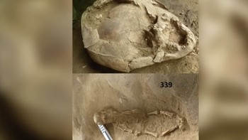 Wearing Skull: Tahun 2010-an, sebuah situs kuno di Ekuador digali, menghasilkan penemuan sangat aneh. Ada mayat dua bayi, mengenakan tengkorak anak-anak yang lebih tua sebagai semacam helm. Alasan di balik praktik aneh ini masih belum jelas, tapi beberapa orang percaya itu bisa jadi upaya melindungi jiwa mereka setelah kematian. Namun, itu masih belum menjelaskan di mana atau bagaimana mereka mendapat tengkorak tersebut dan apakah mereka harus melukai seseorang dalam prosesnya. Foto: CNN