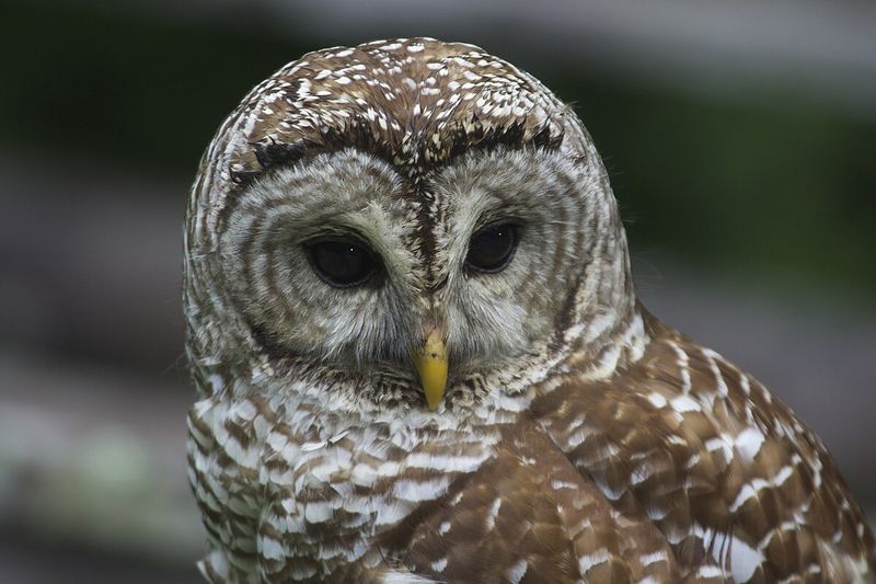 Burung Hantu Berpalang