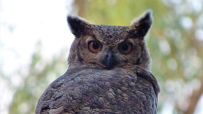 Burung Hantu Bertanduk Besar