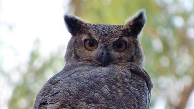 Burung Hantu Bertanduk Besar