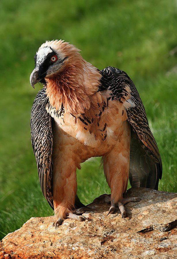 Burung Lammergeier atau Hering Berjanggut