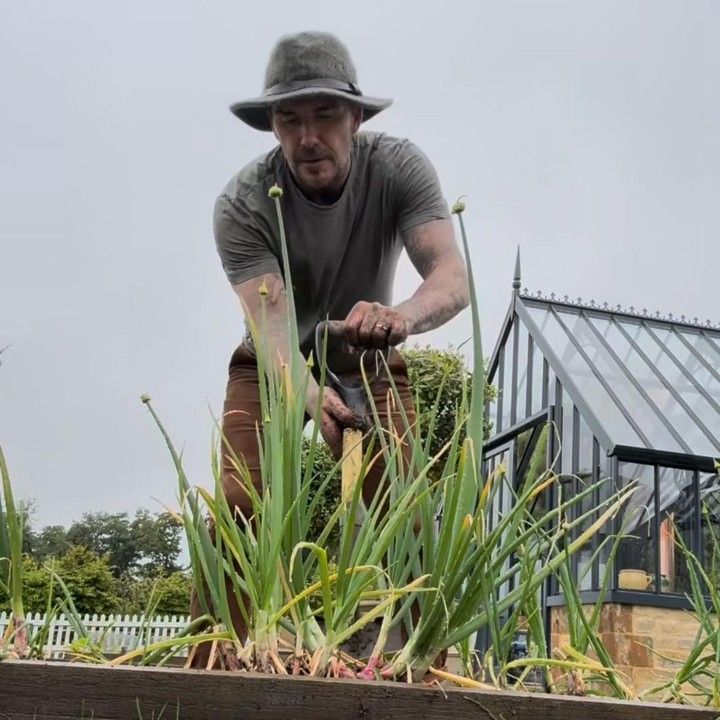 David Beckham Berkebun dan Berternak Nikmati Pensiun