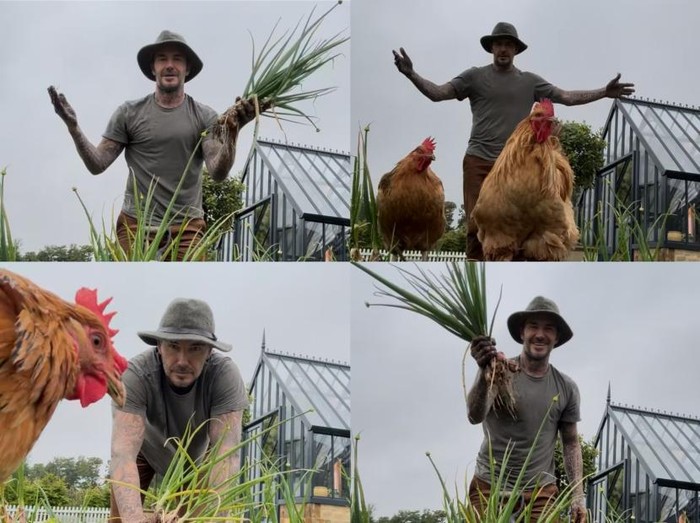 David Beckham Berkebun dan Berternak Nikmati Pensiun