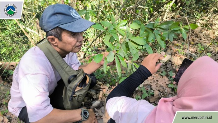 Flora Endemik Terancam Punah Dehaasia pugerensis, Konon di Bumi Hanya Ada di Jember
