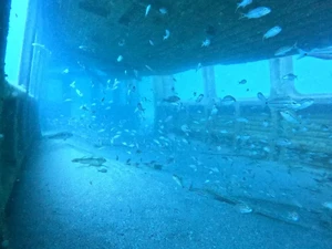 Gerbong Kereta Ditenggelamkan, Jadi Rumah Penyu dan Terumbu Karang di Atlantik