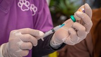 Seorang dokter hewan menyiapkan vaksin rabies untuk disuntikan kepada kucing dan anjing saat peringatan Hari Rabies Sedunia 2024 di Kantor Dinas Pertanian Kota Semarang, Jawa Tengah, Jumat (13/9/2024).