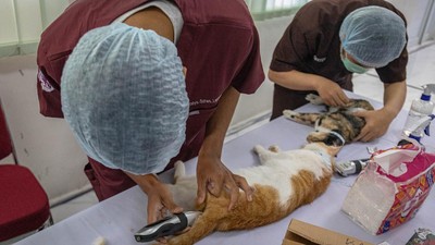 Hari Rabies Sedunia, Anjing-Kucing Divaksinasi