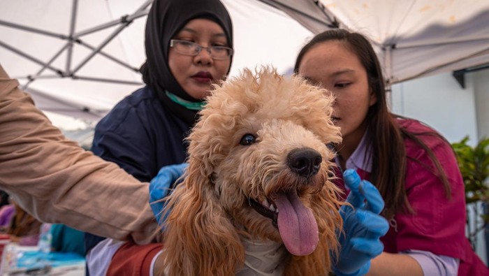 Dokter hewan memeriksa seekor anjing sebelum mendapatkan vaksinasi rabies saat peringatan Hari Rabies Sedunia 2024 di Kantor Dinas Pertanian Kota Semarang, Jawa Tengah, Jumat (13/11/2024). Dispertan Kota Semarang menyediakan 200 vaksin rabies untuk anjing dan kucing lokal maupun ras, sterilisasi reproduksi khusus untuk 50 ekor kucing, serta pemeriksaan kesehatan kucing dan anjing gratis untuk memperingati Hari Rabies Sedunia bertajuk Breaking Rabies Boundaries yang jatuh pada 28 September 2024. ANTARA FOTO/Aji Styawan/tom.