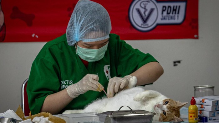 Dokter hewan memeriksa seekor anjing sebelum mendapatkan vaksinasi rabies saat peringatan Hari Rabies Sedunia 2024 di Kantor Dinas Pertanian Kota Semarang, Jawa Tengah, Jumat (13/11/2024). Dispertan Kota Semarang menyediakan 200 vaksin rabies untuk anjing dan kucing lokal maupun ras, sterilisasi reproduksi khusus untuk 50 ekor kucing, serta pemeriksaan kesehatan kucing dan anjing gratis untuk memperingati Hari Rabies Sedunia bertajuk Breaking Rabies Boundaries yang jatuh pada 28 September 2024. ANTARA FOTO/Aji Styawan/tom.