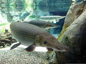 Mengapa Ikan Aligator Tidak Boleh Dipelihara di Indonesia? Ini Alasannya