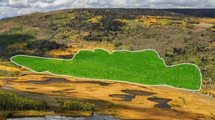 Ilmuwan merekam suara Pando salah satu organisme hidup terbesar dan tertua di Bumi berbisik dengan gema sejuta daun yang menggema di akarnya.