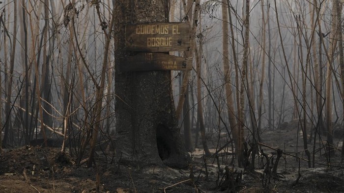 Kebakaran Hebat Melahap Hutan di Bolivia A sign on a tree reads in Spanish