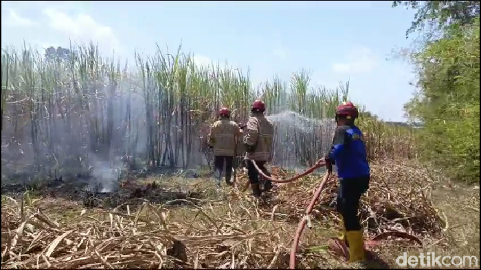 kebakaran lahan tebu seluan 30 hektare di lumajang