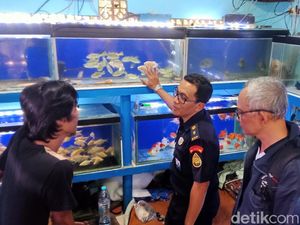 Pasar Splendid Disidak Cari Ikan Aligator, Hasilnya Mengejutkan