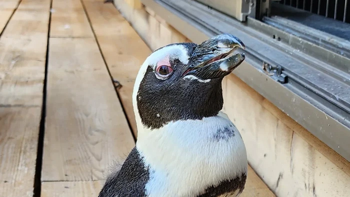 Penguin Pen di Gekidan Penters