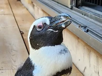 Cerita Penguin yang Kabur dan Selamat karena Badai Jepang