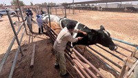 Penyakit menular itu dilaporkan merajalela di antara sapi-sapi karena kurangnya vaksinasi dan kurangnya layanan kesehatan hewan. 