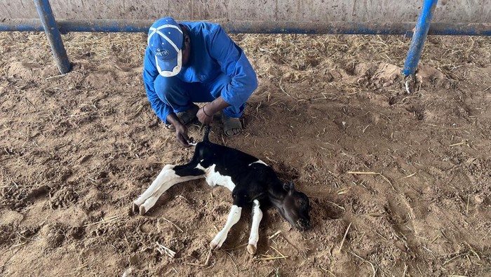 Workers spray cows with disinfectant inside a farm, after they were infected with foot and mouth disease and lumpy skin disease, which are reportedly rampant among cattle due to lack of vaccinations and lack veterinary health services provided by the government, in Misrata, Libya September 9, 2024.  REUTERS/Ayman al-Sahili