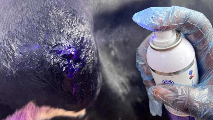 Workers spray cows with disinfectant inside a farm, after they were infected with foot and mouth disease and lumpy skin disease, which are reportedly rampant among cattle due to lack of vaccinations and lack veterinary health services provided by the government, in Misrata, Libya September 9, 2024. REUTERS/Ayman al-Sahili