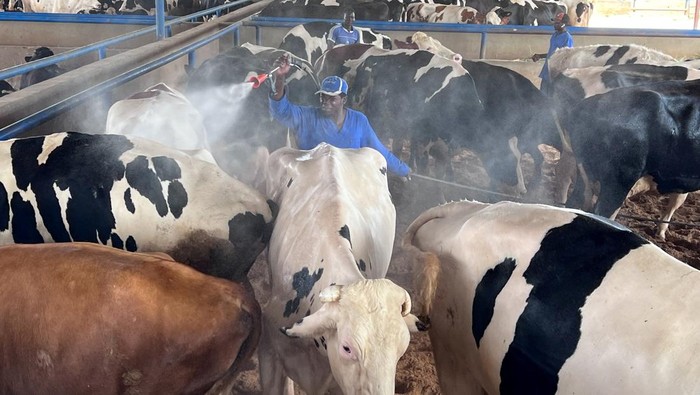 Workers spray cows with disinfectant inside a farm, after they were infected with foot and mouth disease and lumpy skin disease, which are reportedly rampant among cattle due to lack of vaccinations and lack veterinary health services provided by the government, in Misrata, Libya September 9, 2024.  REUTERS/Ayman al-Sahili