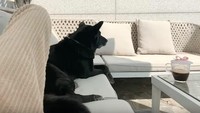 Di ruangan terpisah, masih ada area duduk-duduk dengan sofa abu-abu seperti ini. Sofa ini menggunakan bantalan yang bisa dilepas-pasang serta senderannya berlubang. Foto: YouTube 정소민ssomday