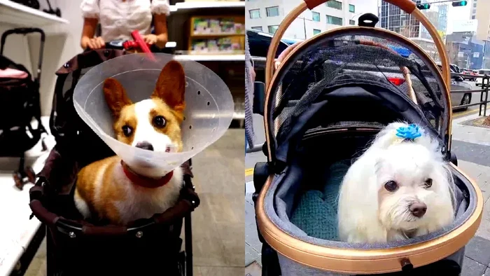 Di tengah resesi seks Korea Selatan, tren pembelian kereta dorong anjing lebih laris ketimbang stroller untuk bayi.