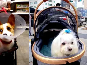 Resesi Seks Korsel, Stroller Anjing Lebih Laku dari Kereta Bayi