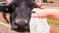 Susu kerbau lebih populer di India dan Pakistan. Ada juga beberapa daerah di Indonesia. Susu kerbau dapat dimanfaatkan sebagai krim, mentega, hingga keju. Foto: Goop