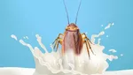 10 Susu Hewan yang Ternyata Dapat Dikonsumsi Manusia