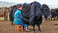 Hewan yak yang hanya hidup di dataran China dan Mongolia ternyata dapat menghasilkan susu. Kandungan proteinnya mengalahkan sapi, kambing, atau bahkan air susu ibu. Foto: Goop