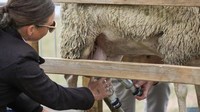 Menjadi industri peternakan domba terbesar, di Australia dan Selandia Baru susu domba juga awam dikonsumsi. Kandungannya lebih tinggi akan asam amino esensial. Foto: Goop