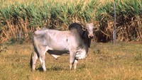 Dianggap sebagai kembaran sapi, ada hewan bernama zebu yang hidup di Brasil, India, dan China. Susu yang dihasilkan oleh zebu juga lebih tahan terhadap suhu panas dan perubahan iklim. Foto: Goop