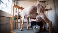 Susu kambing selama ini dipercaya untuk kondisi kesehatan tertentu. Nyatanya susu kambung justru menymbang 2% kebutuhan susu di seluruh dunia. Foto: Goop