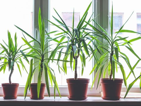 Four dracanea marginata indoor plants in flowerpots on window sill