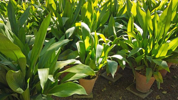 A group of Aspidistra plants in the nursery area of the Alcazar gardens in Seville.